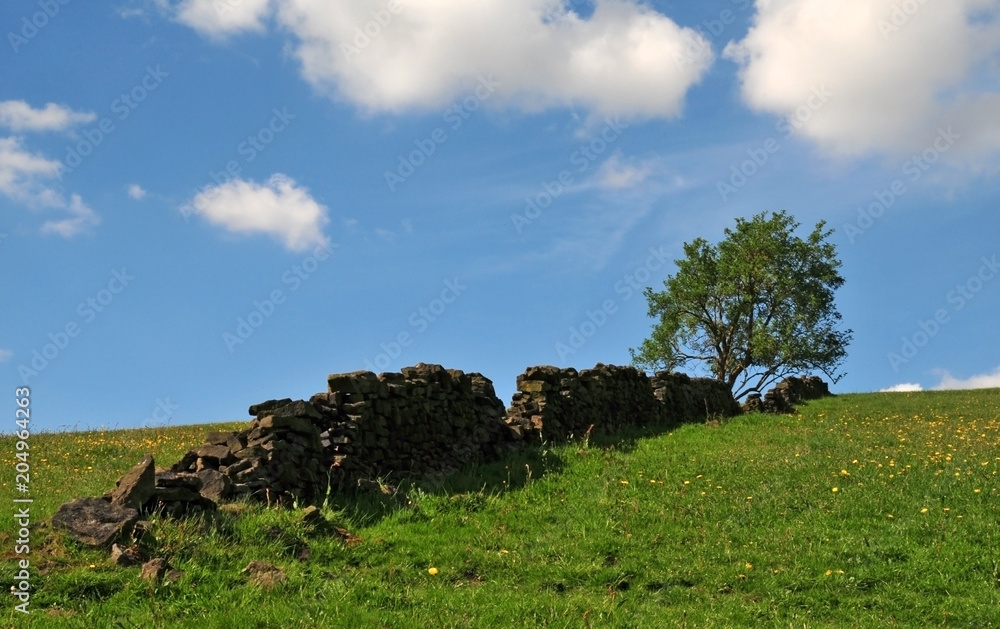 Obraz premium a single tree growing at the top of a grass covered hill with yellow flowers with an old dry stone wall running up the slope with a bright blue spring sky with white clouds in the yorkshire dales