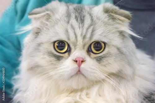 Charming kitten of the breed Highland Fold.