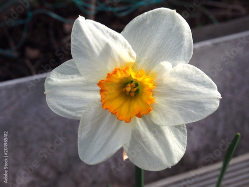 Fototapeta Naklejka Na Ścianę i Meble -  The white petals of a Bud of a daffodil. Full-blown flower in the garden.