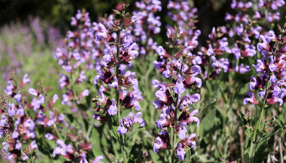 Fototapeta premium Sage, salvia officinalis , in organic garden. Medicinal herb. Concept of healthy nutrition.