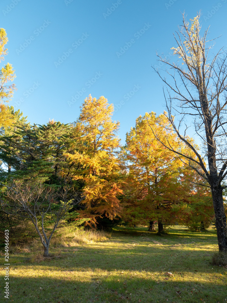 Autumn Maple Beautiful Landscape