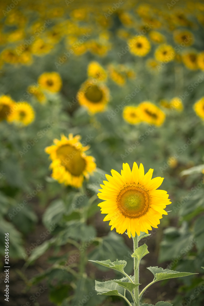 Sunflowers in Queensland, Australia Sunflowers in Queensland, Australia