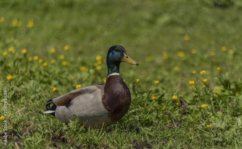 Female and male ducks on spring meadow Female and male ducks on spring meadow