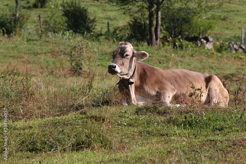 Braunvieh (Brown Swiss) Kuh mit Glocke liegt entspannt auf einer Almwiese