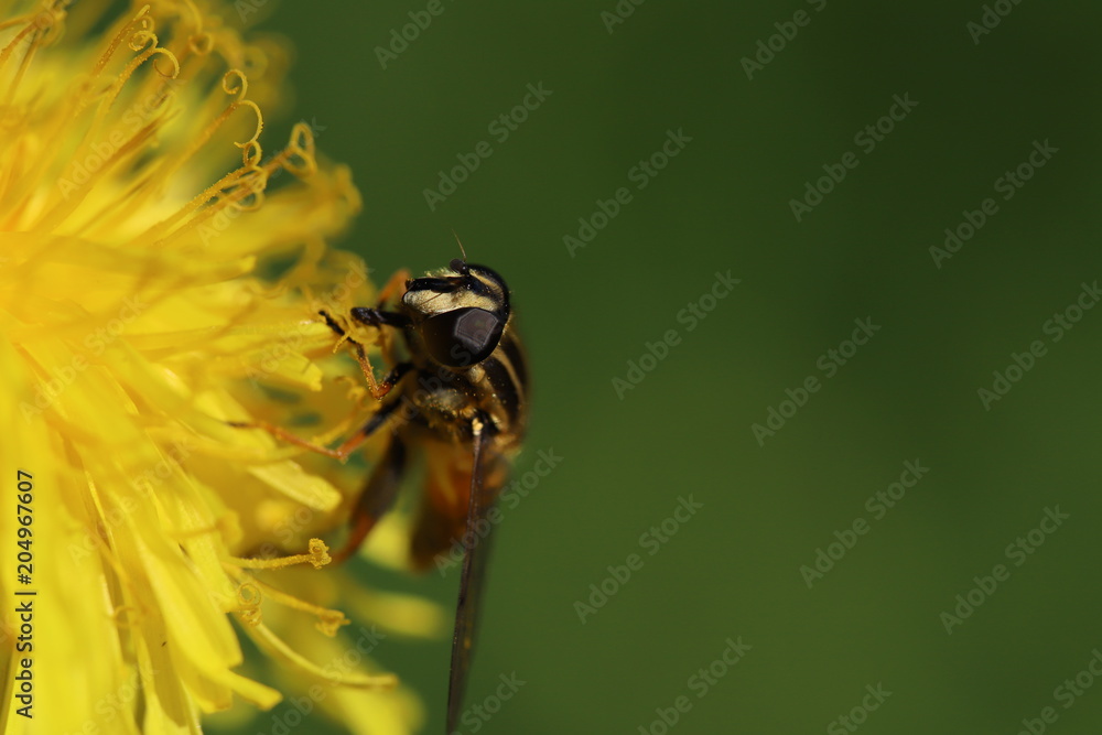 Fototapeta premium Hoverfly
