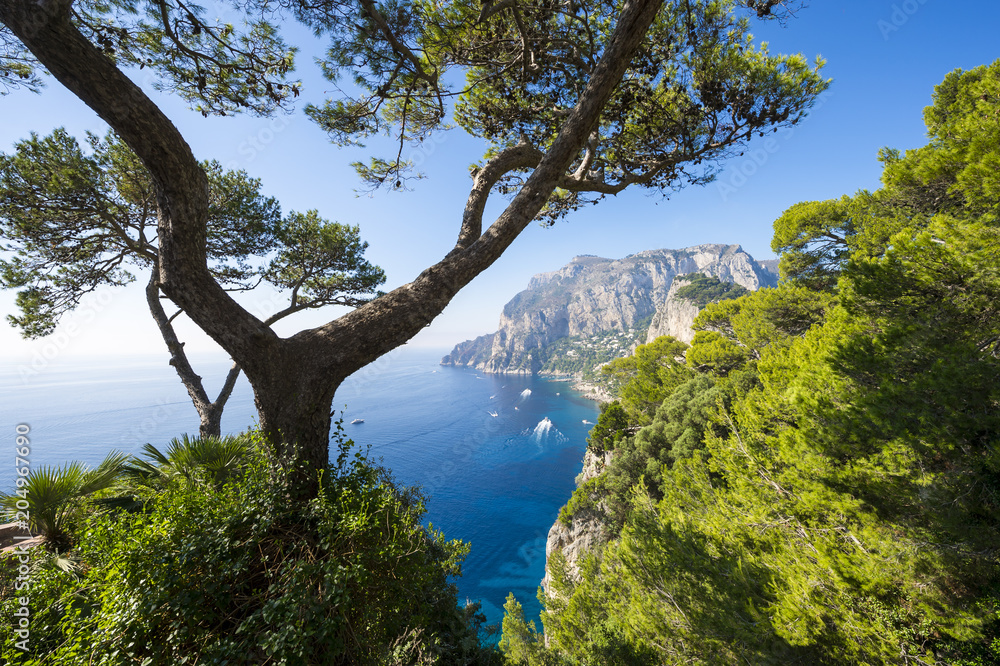 View through pine trees to the iconic cliffs of Capri Island and the Mediterranean Sea in Italy.