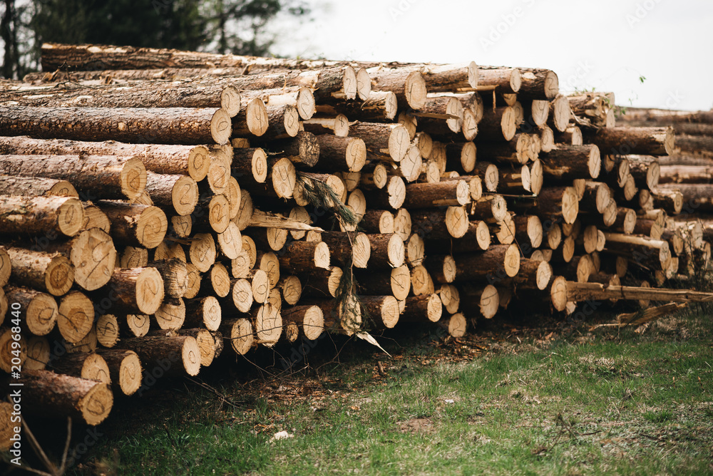 Wooden Logs with Forest on Background / Trunks of trees cut and stacked Wooden Logs with Forest on Background / Trunks of trees cut and stacked