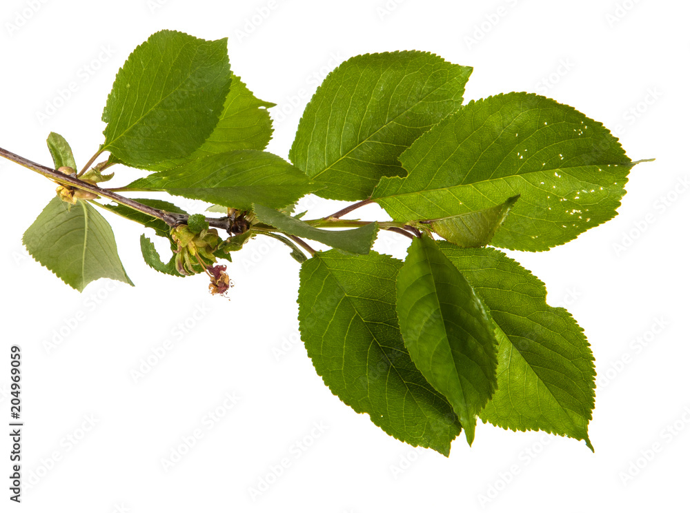 branch of a cherry tree with green leaves. Isolated on white background branch of a cherry tree with green leaves. Isolated on white background