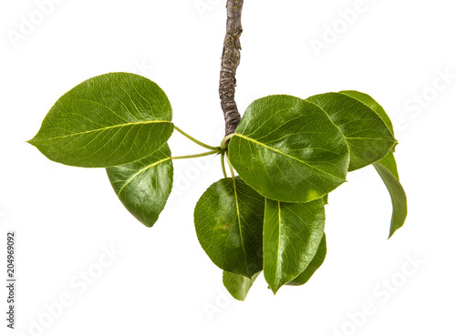 branch of a pear tree with green leaves. Isolated on white background