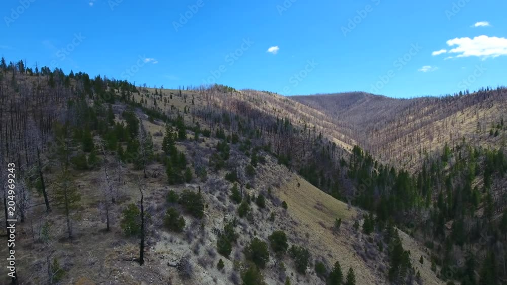 Flying along a steep mountain side with views of an area recovering from a past forest fire.