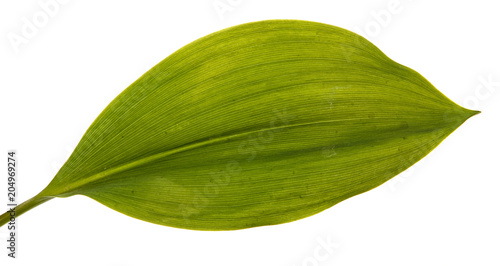 green leaf lily of the valley flower. Isolated on white background