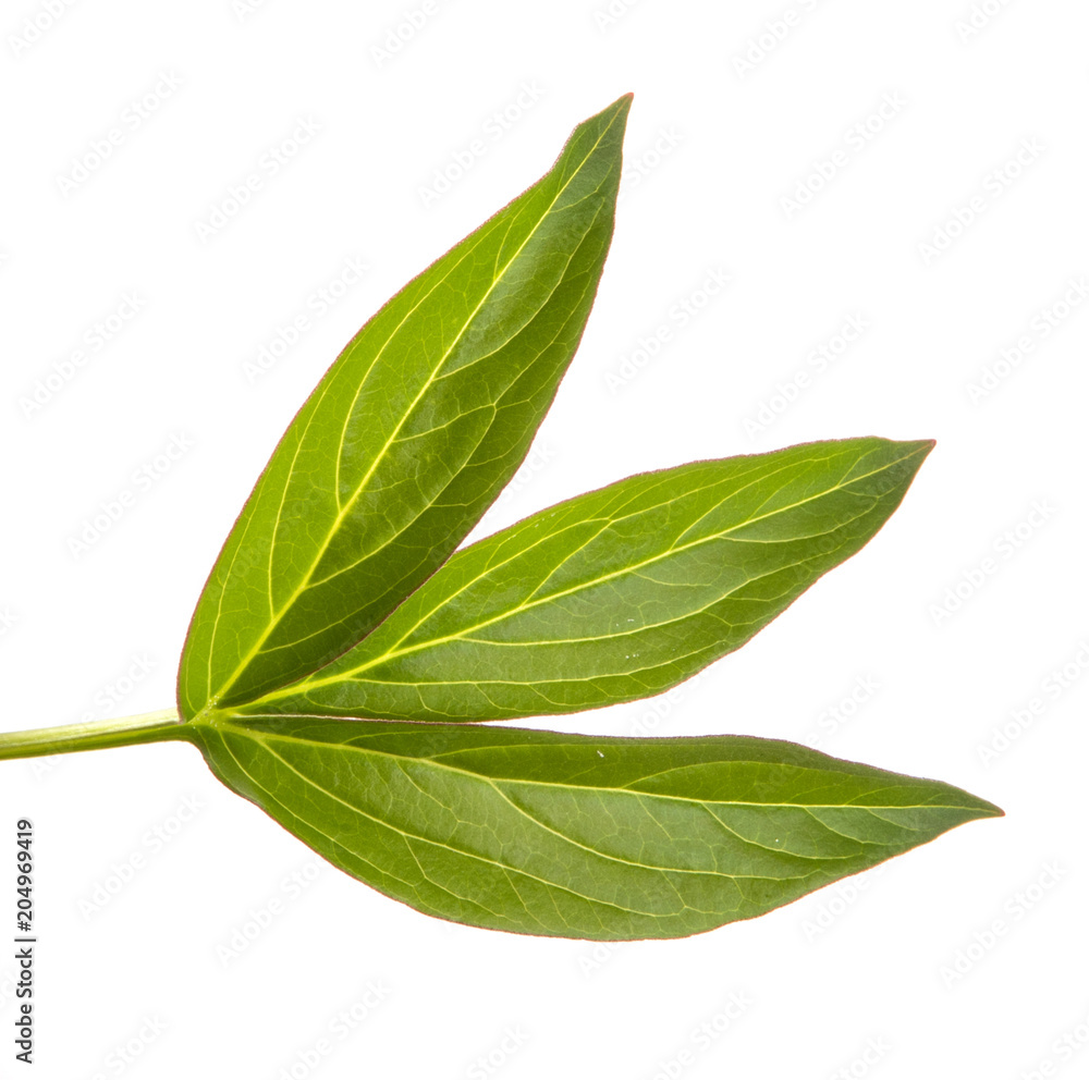 green sprout of peony bush. Isolated on white background green sprout of peony bush. Isolated on white background