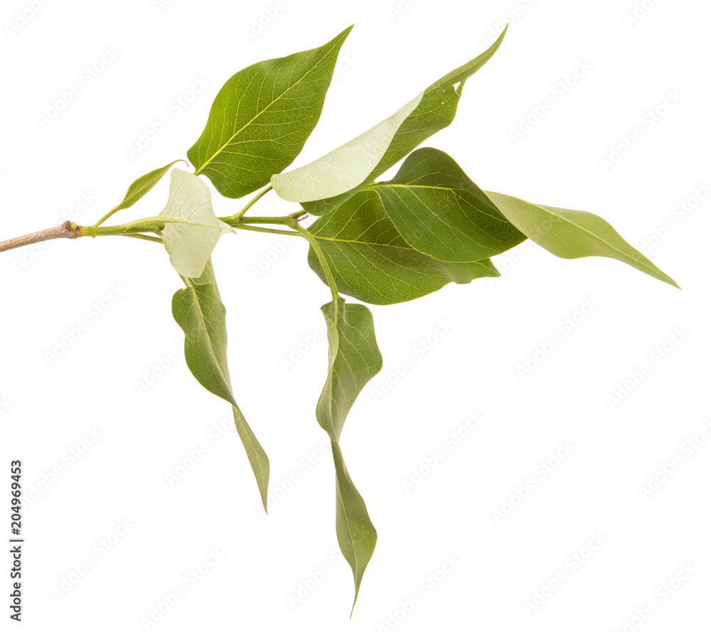 Fototapeta premium branch of a lilac bush with green leaves. Isolated on white background