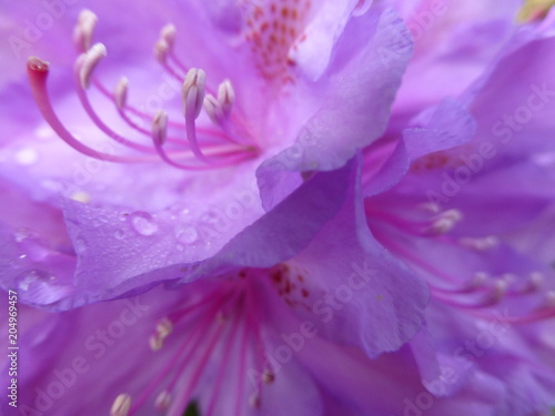 Violetter Rhododendron mit Tautropfen, Nahaufnahme