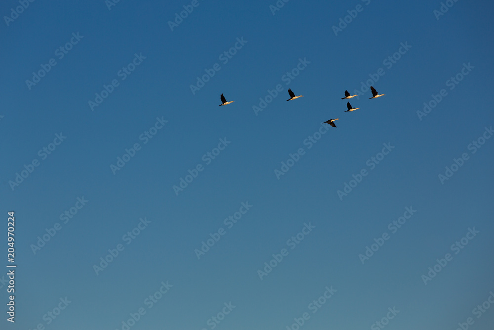 Birds fly in loose formation