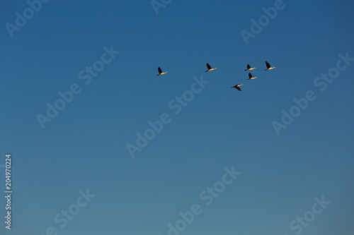 Birds fly in loose formation
