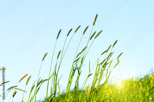 Flowering grass in detail - allergens
