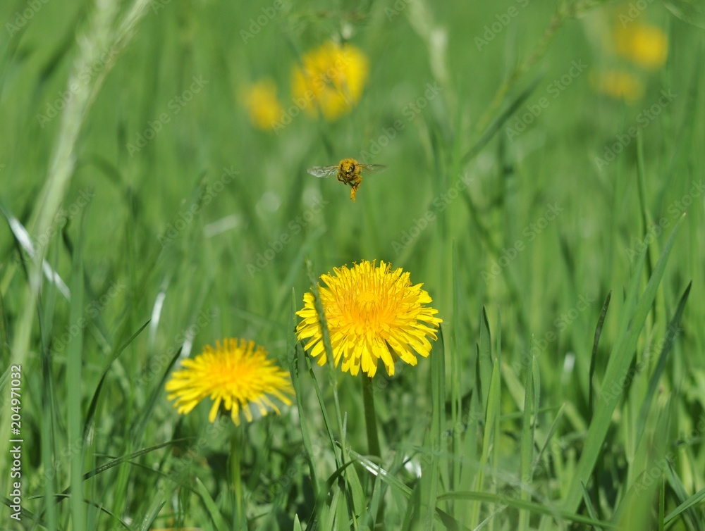 Bee collecting pollen on yellow dandelions
Bee collecting pollen on yellow dandelions