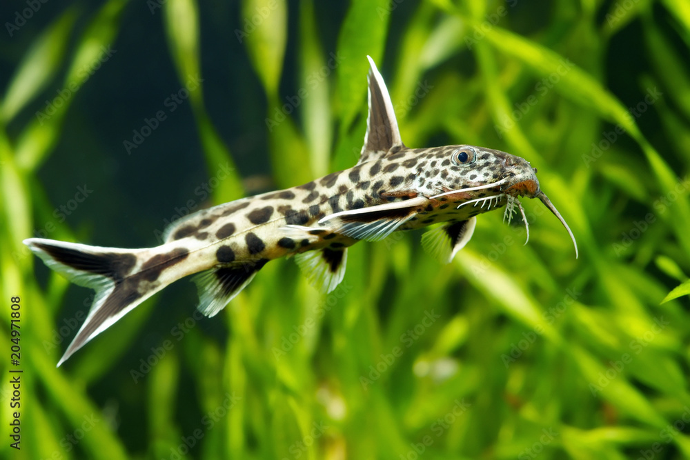 Synodontis petricola, cucko catfish, or the pygmy leopard catfish Synodontis petricola, cucko catfish, or the pygmy leopard catfish
