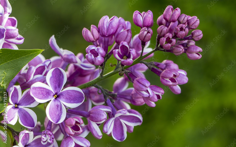 pastel tender floral natural background from lilac flowers