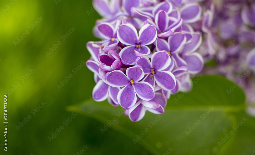 pastel tender floral natural background from lilac flowers pastel tender floral natural background from lilac flowers