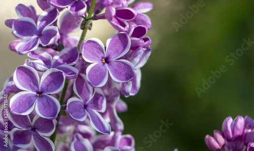 pastel tender floral natural background from lilac flowers