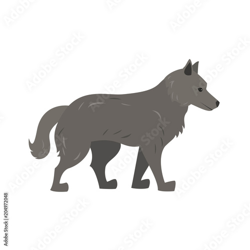 Cute wolf on white background.