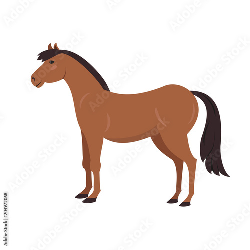 Cute horse on white background.