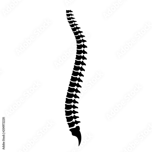 Spine cord vector icon