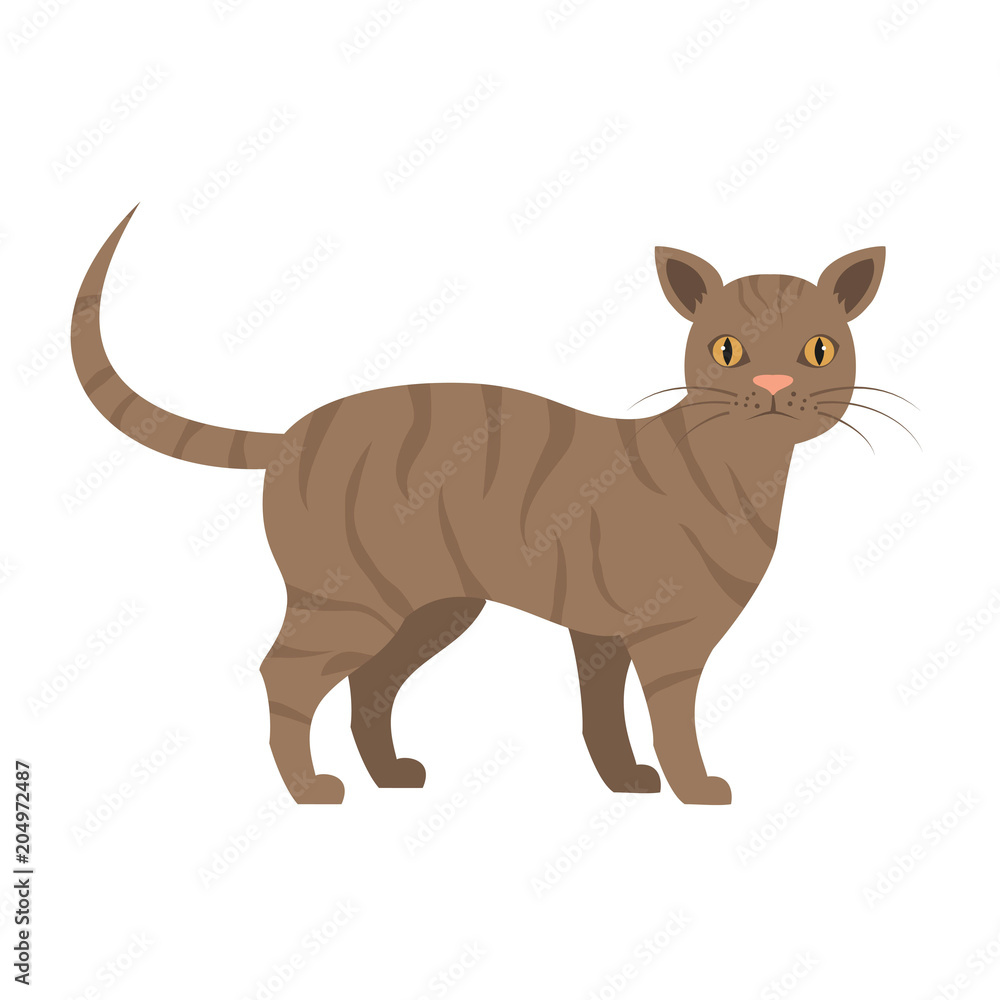 Cute cat on white background.