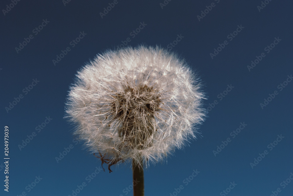 dandelion flower with seeds ball close up in nature background horizontal view dandelion flower with seeds ball close up in nature background horizontal view
