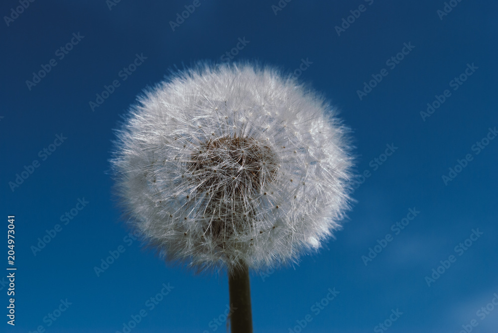 custom made wallpaper toronto digitaldandelion flower with seeds ball close up in blue bright  background vertical view