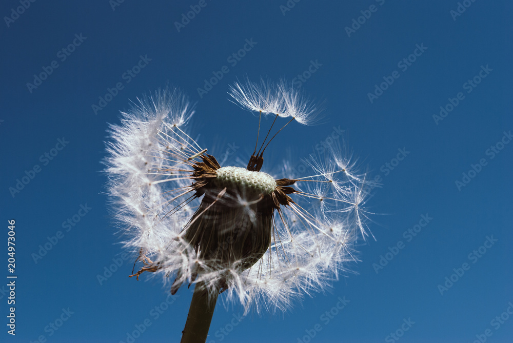 Dandelion seeds close up blowing in blue  background