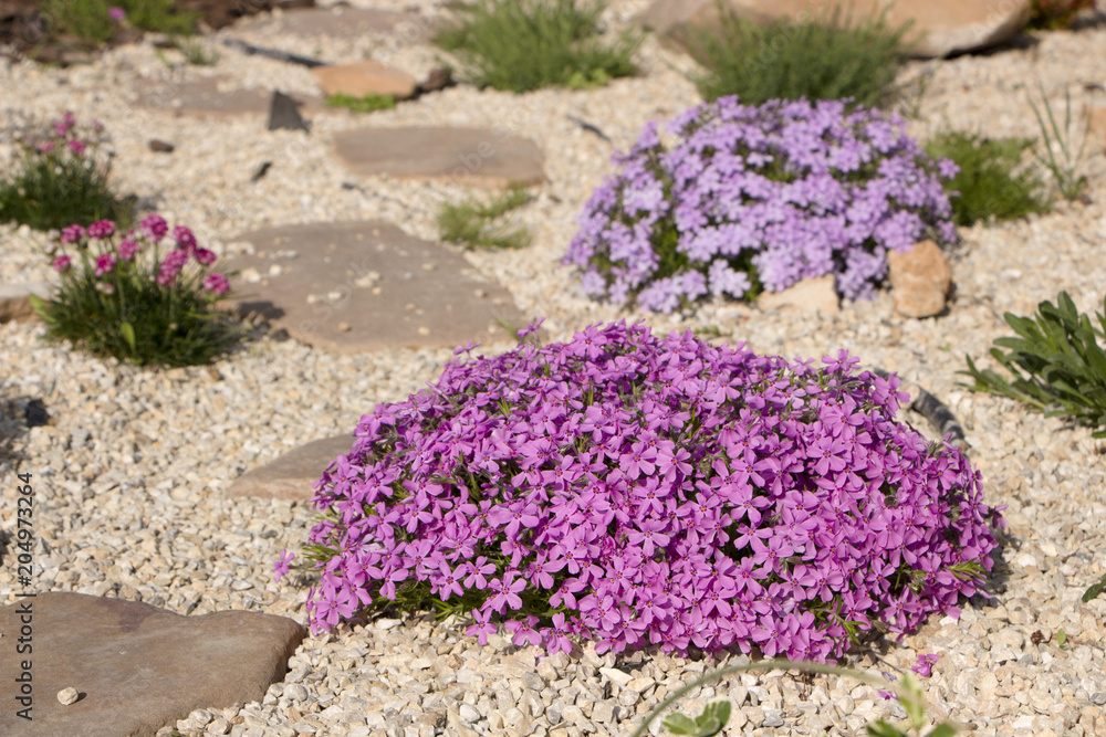 Obraz premium Purple creeping phlox, on the flowerbed. The ground cover is used in landscaping when creating alpine slides and rockeries