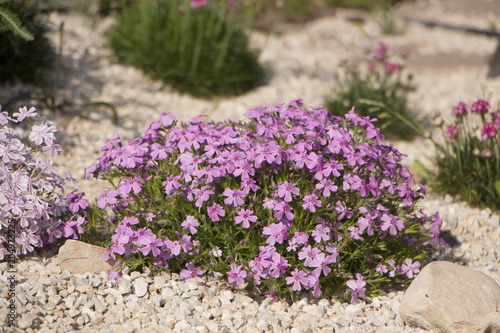 Purple creeping phlox, on the flowerbed. The ground cover is used in landscaping when creating alpine slides and rockeries