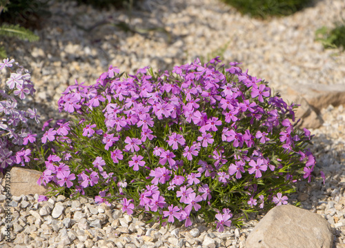 Purple creeping phlox, on the flowerbed. The ground cover is used in landscaping when creating alpine slides and rockeries photo