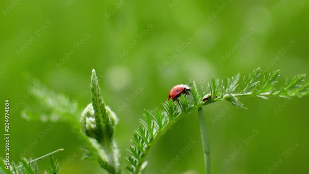 a ladybird creeps along a blade of grass to a meadow a ladybird creeps along a blade of grass to a meadow