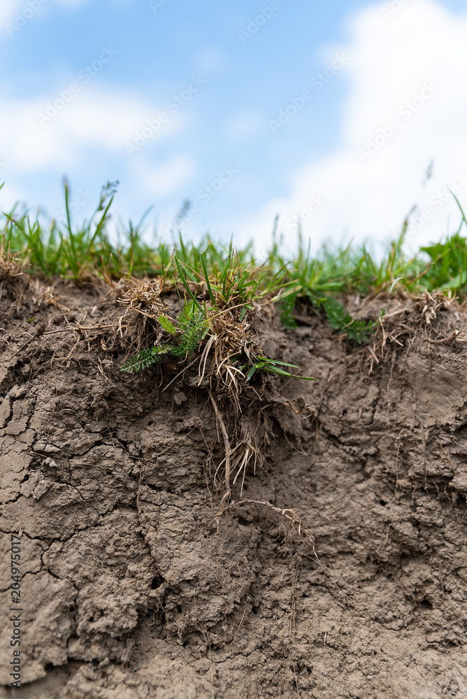 Fototapeta premium Cut of black earth is close, the layer of grass from with roots above, the soft sky background with copy space for text