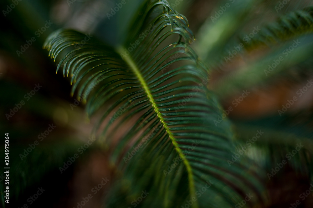 Tropical palm leaves, natural green background.Ecology concept.