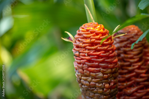 Close detail of an exotic orange ginger beehive flower blooming in a tropical garden