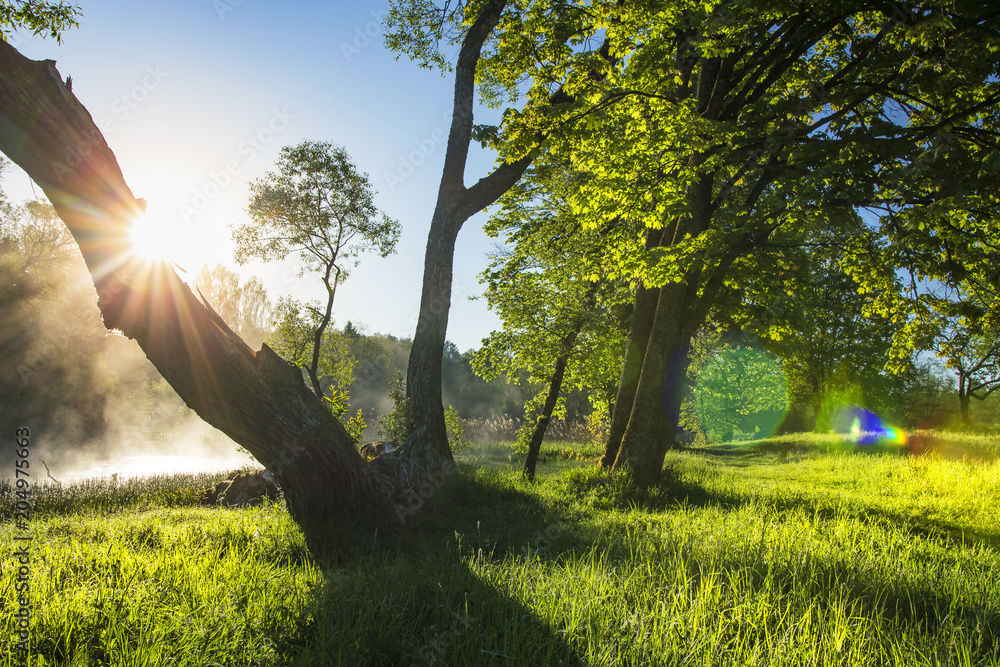 Scenery summer nature landscape of green grass and trees on shore