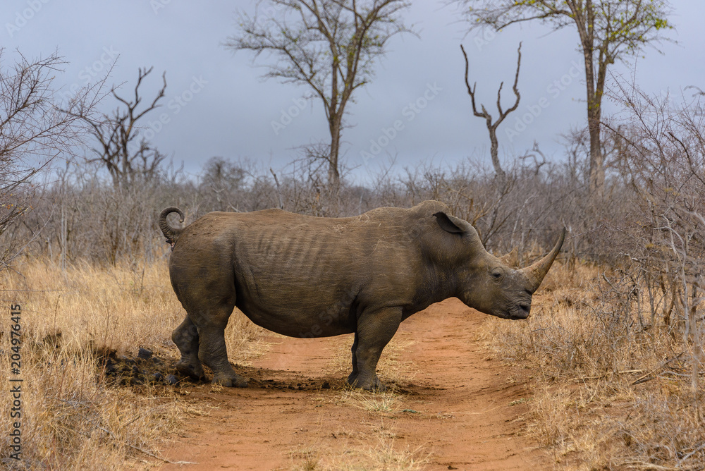Fototapeta premium White rhino in Hlane Royal National Park, Swaziland