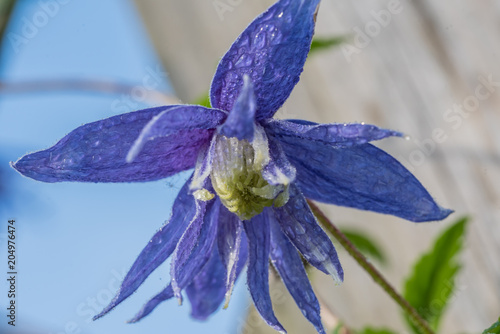  clematis, purple, dark blue flower petals, blurred background, closeup