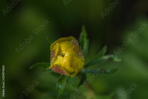 European complete flower, yellow floral bud, closeup