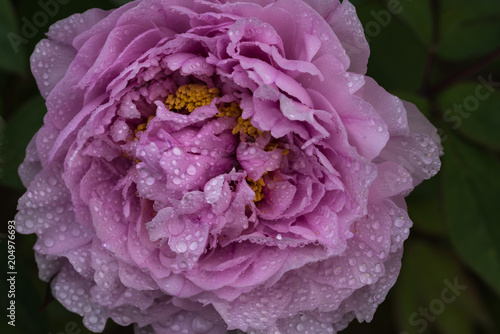 tree peony flower, pink petal, closeup