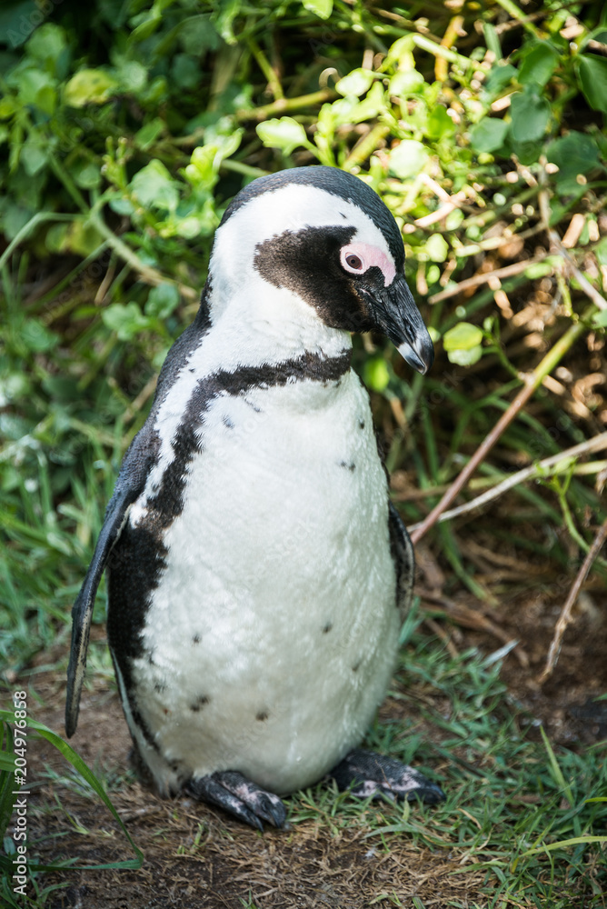Naklejka premium African penguin, also known as Black-Footed or Jackass Penguin, at Boulders Beach in Simon's Town, South Africa