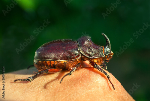 giant beetle beetle, an unusual insect beetle with a horn at sunset. © Lumppini