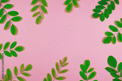 Green leaves acacia on a pink background. Place for text.