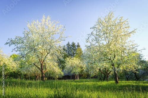 Flowering trees in orchard. White flowers on branches of trees in blossoming apple orchard. Morning landscape of tree in green garden. Rural scene of blooming garden in village on clear morning.