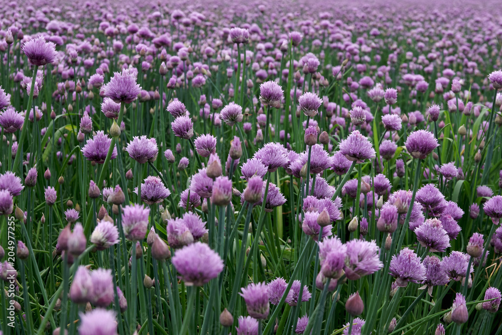 violette blüten